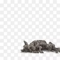 土狼科狮子猎豹鬃毛鬣狗