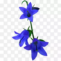 普通蓝铃紫-蓝花