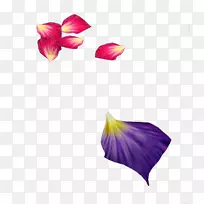 花瓣紫色玫瑰花瓣
