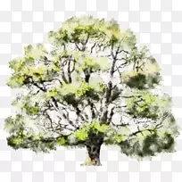 橡木水彩画树