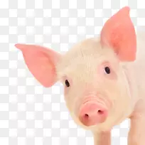 仔猪家养养猪场摄影免费猪
