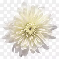 菊花黄白色剪贴画-白花