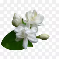 阿拉伯茉莉花角茉莉花