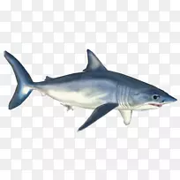 虎鲨大白鲨剪贴画-鲨鱼