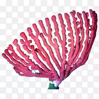 珊瑚礁深水珊瑚剪辑艺术-珊瑚