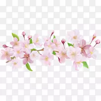 桌面壁纸樱花春樱花