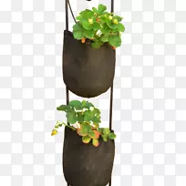 塑料袋植物花盆盆栽植物