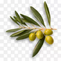 澳大利亚野橄榄油食品橄榄枝橄榄