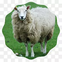 设得兰羊，什罗普郡羊，山羊和羊肉羊养殖-绵羊