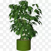 乔木-盆栽植物