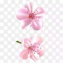 粉色花朵剪贴画-樱花