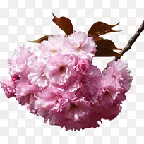 花束樱花剪贴画-樱花