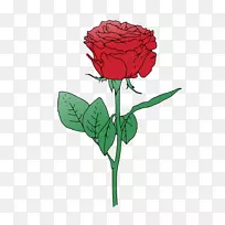 玫瑰插花艺术-玫瑰