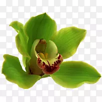 兰花舟兰蛾兰植物茎绿花