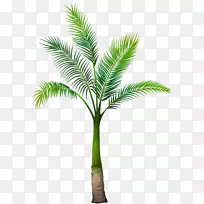 槟榔科乔木-棕榈叶