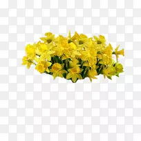 黄色切花植物-黄花