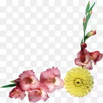 花卉模板-菊花