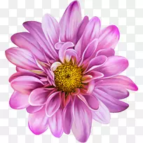 菊花紫色大丽花-菊花