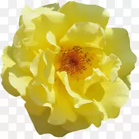 玫瑰花园玫瑰花卉图案-黄色花朵