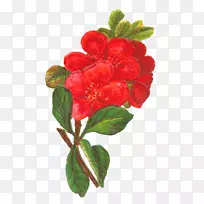 花卉红花设计剪贴画-植物学