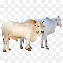 利木赞牛、模拟牛、肉牛、山羊、克拉贝尔母牛