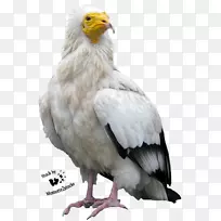 埃及秃鹫