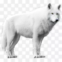 北极狼阿拉斯加冻原狼黑狼