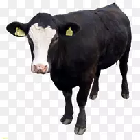 荷斯坦弗里西亚牛威尔士黑牛小牛克拉拉贝尔母牛