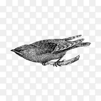 鸟类数码剪贴夹艺术-boho