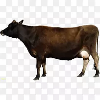 得克萨斯州长角牛乳牛-克拉拉贝尔奶牛
