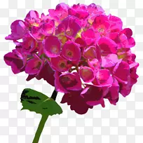 花粉色花园玫瑰绣球花-绣球花