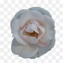 仙人掌玫瑰花园玫瑰白玫瑰