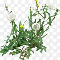 蒲公英罗马洋甘菊切花植物蒲公英
