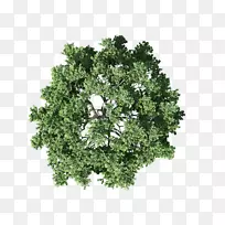 乔木计划灌木丛