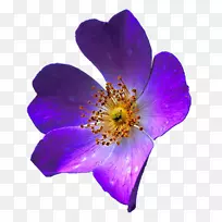 紫紫丁香薰衣草花-海葵酮