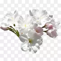 花白色紫丁香白玫瑰