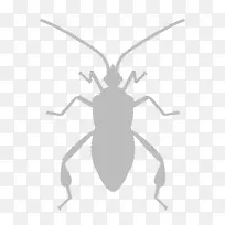 昆虫软件错误计算机图标蟑螂