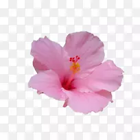夏威夷木槿花夏威夷芙蓉植物茎粉红色花