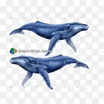 普通宽吻海豚粗齿海豚图库溪白海豚鲸