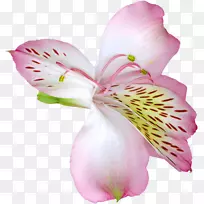 百合花虎百合花复活节百合花剪贴画-粉红色花