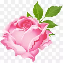 紫玫瑰剪贴画-粉红色玫瑰