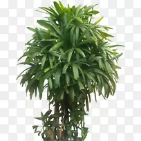 室内植物幸运竹林-热带树叶