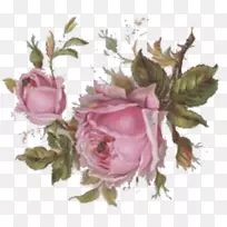 紫丁香玫瑰纸花粉红色花园玫瑰-粉红色玫瑰
