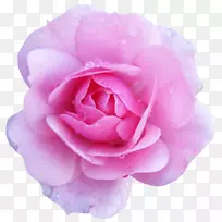 玫瑰花粉红桌面壁纸-粉红色玫瑰