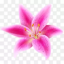 虎百合‘星眼’粉色花夹艺术-粉红色花