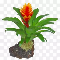 越南菊花属植物-热带花卉