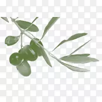 橄榄希腊菜地中海盆地地中海菜西班牙菜-橄榄枝