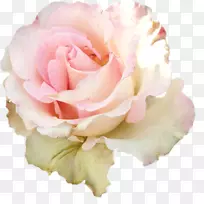 百威香奈儿花卉设计燕德士搜索-白玫瑰