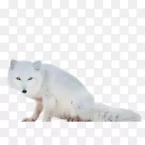 北极狐阿拉斯加冻原狼狐