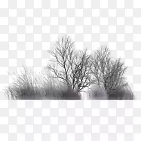 白杨冬季灌木植被-冬季